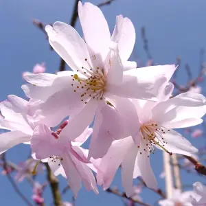 Prunus Autumnalis Tree - White-Light Pink Flowers, Colourful Autumn Foliage, Ornamental (5-6ft)