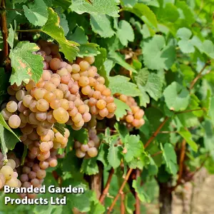 Grow Your Own Fruit  Grape (Vitis) Pinot Gris (Red) 10.5cm Pot x 1