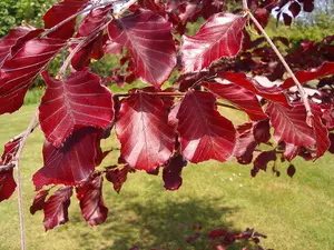 5 Copper Purple Beech 3-4ft Tall Hedging Trees, Stunning all Year Colour 90-120cm 3FATPIGS