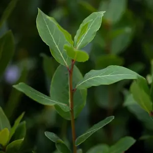 Bay - Laurus Nobilis Bush 10.5cm Potted Plant x 3