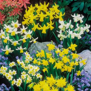 300 x Spring Flowering Bulb Mixed Pack, 300 Bulbs, 7 Varieties, Bulk Buy Collection