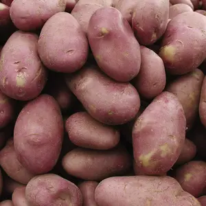 Grow Your Own Vegetables - Potato Desiree 2kg