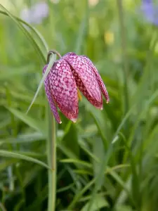 BS Snake's Head Fritillary Bulbs (Fritillaria meleagris) (25 Bulbs)