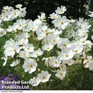 Cosmos Psyche White 1 Seed Packet (72 Seeds)