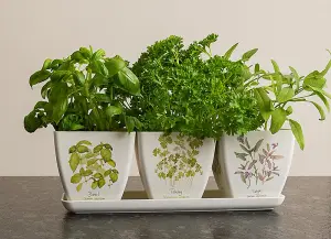 Iona Buchanan Herbs Eco Pots Set of 3 with Tray - L12.5 x W38 x H13 cm