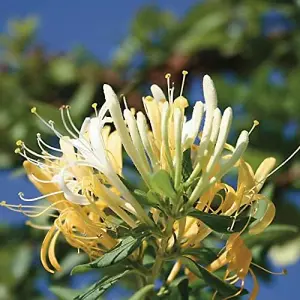 Honeysuckle Lonicera Japonica Halliana 3 Litre Potted Plant x 3