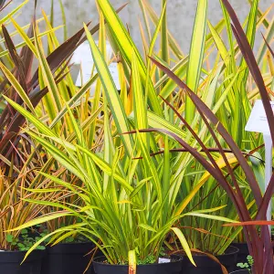 Phormium Yellow Wave Garden Plant - Striking Yellow Variegation, Compact Size, Hardy (25-35cm Height Including Pot)