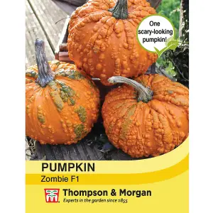 Pumpkin Zombie 1 Seed Packet (4 Seeds)