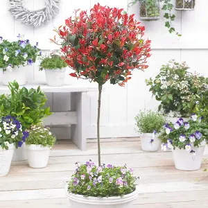 Little Red Robin Christmas Berry Shrub Plant Photinia Fraseri 15L Half Standard