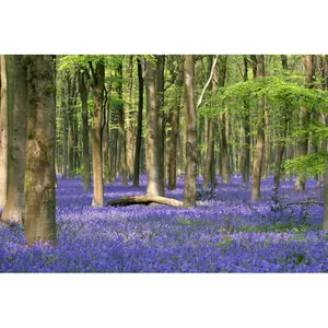 Lago Bluebell Wood - Wrapped Canvas Print 81cm H x 122cm W x 3.8cm D