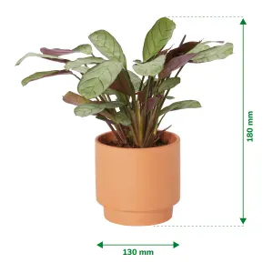 Verve Prayer plant in Pale grey Terracotta Decorative pot 13cm