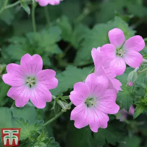 Geranium Mixed 5 Bare Root Plants