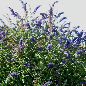 Buddleia Empire Blue - Outdoor Flowering Shrub, Ideal for UK Gardens, Compact Size (15-30cm Height Including Pot)