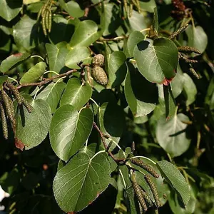 3 Italian Alder Hedging 2-3ft ,Alnus Cordata Trees.Very Quick Wind Break Hedge 3FATPIGS