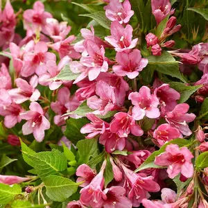 Picobella Rosa Outdoor Shrub Plant Weigela Bush Garden Plants 2L Pot