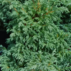 Chamaecyparis Boulevard - Compact Conifer with Silver-Blue Foliage (20-30cm Height Including Pot)