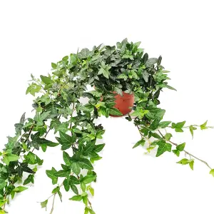 House Plant - English Ivy - Shamrock - 13 cm Pot size - 50-70 cm Tall - Hedera Helix  - Indoor Plant