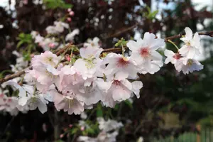 Prunus Autumnalis White Flowering Cherry Tree 5-6ft Supplied in a 7.5 Litre Pot