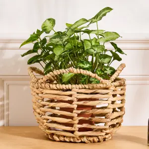 Vintage Water Hyacinth Medium Open Weave Wicker Scalloped Planter Basket H18 x Dia.25cm