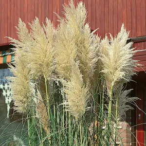 Cortederia Selloana Pampas Grass in a 9cm Pot - Pamapas Grass for Gardens and Homes