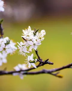 2-3ft Blackthorn (Prunus Spinosa) Bare Root Hedging Plants Tree Whips Sapling - Pack of 10