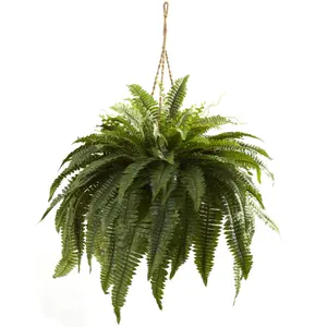 Boston Fern - Nephrolepis Exaltata - Bushy Indoor Plant in 12cm Pot