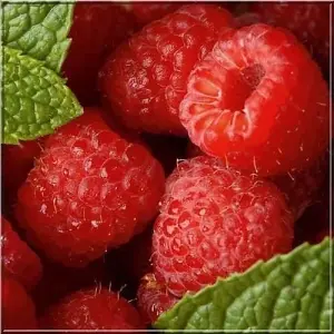 3 'Malling Promise' Red Raspberry Bush / Canes, Rubus Idaeus 'Malling Promise' 3FATPIGS