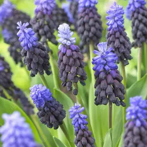 Muscari Latifolium Flowering Bulbs (25 Pack)