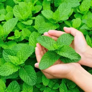 Mint Herb Plant in 14cm Pot - Mentha for Culinary Use