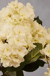 Cream Hydrangea Stem Artificial Plant Foliage