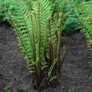 Alpine Wood Fern Dryopteris Wallichiana Hardy Outdoor Ferns Jungle Plant 2L Pot