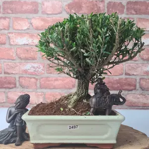 Boxwood (Buxus Harlandii) Bonsai Tree - Broom - In 20cm Pot