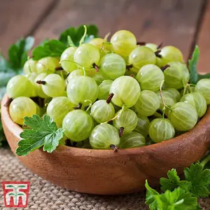 Grow Your Own Fruit  Gooseberry (Ribes uva-crispa) Hinnomaki Green 9cm Pot x 3