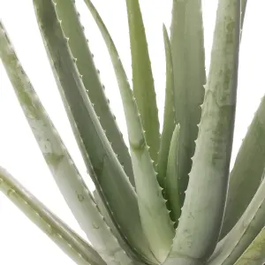 Aloe Vera - Low-Maintenance Indoor Succulent Plant for Home Décor (60-70cm Height Including Pot)