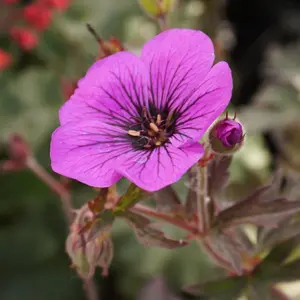 Geranium Dark Eyes - Hot Pink and Black Flowers, Hardy Plant, Compact Size (20-30cm Height Including Pot)