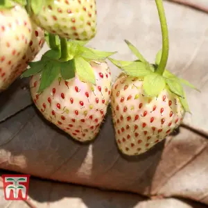 Strawberry (Fragaria) Snow White 6 Bare Roots + Incredicrop 100g