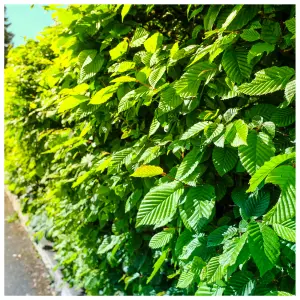 50 Native Hornbeam Hedging Plants 40-60cm Trees Hedge,2ft,Good For Wet Ground 3FATPIGS