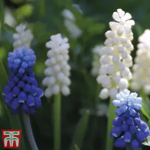 Muscari Blue & White Mix 30 Bulbs