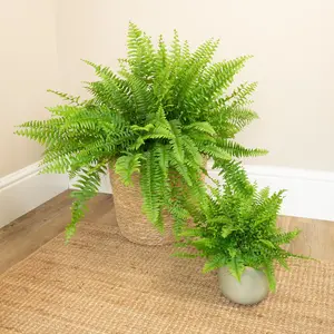 House Plant - Boston Fern - Green Moment - 20 cm (Free Pot Hanger) Pot size - 30-40 cm Tall - Nephrolepis Exaltata - Indoor Plant