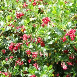 Escallonia Red Elf - Red Flowers, Long Flowering Period, Evergreen, Hardy Shrub (20-30cm Height Including Pot)