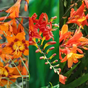 3 x Crocosmia Plant Mix in 9cm Pots - Mixed Varieties - Herbaceous Perennials