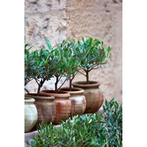 Olive Trees 122cm H x 81cm W x 3.8cm D