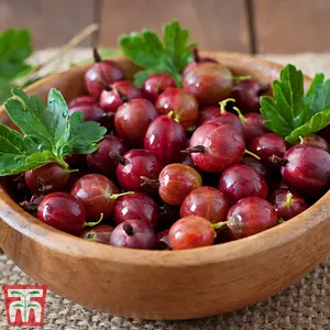 Gooseberry (Ribes uva-crispa) Hinnonmaki Red Organic 1 bare root plant