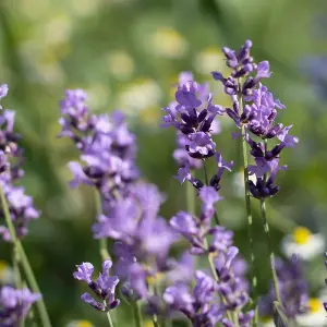 YouGarden Lavender 'Hidcote' Hedging Plant, 50 x Established Plants in 9cm Pots, Ready to Plant Established Lavender, Bee and Butt