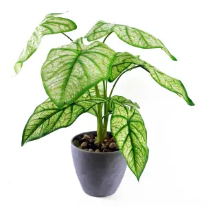 40cm Artificial Taro in Decorative Planter