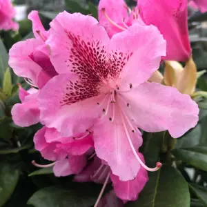 2 x Rhododendron Cosmopolitan Plants - 15-20cm in Height - 9cm Pots