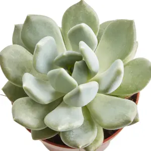 Verve Succulent & Cactus in Terracotta Plastic Grow pot 9cm