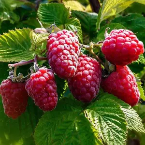 3 x Raspberry Tulameen Bare Root Cane - Grow Your Own Fresh Raspberries