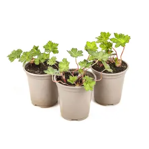 Hardy Geranium 'Rozanne' in 9cm Pots - Plant of the Centaury - Drought Resistant (Pack of 3)