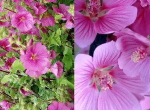 Lavatera Bredon Springs Pink Flowering Shrub Large Plant in a 3 Litre Pot